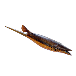 Cooked Spineytail