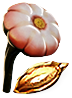 Young Cotton Anemone Seed