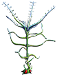 [MISSING: bloodvine]