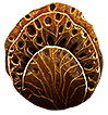 [MISSING: coralchunk]