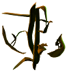 Creepvine sample