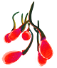 Creepvine seed cluster