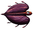Cured bladderfish
