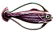 Cured hoopfish