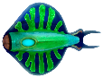 Discus fish