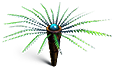 [MISSING: fernpalm]