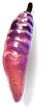 Fevered Pepper