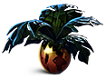 Marblemelon plant