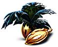 Marblemelon seed