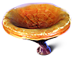 [MISSING: orangemushroom]