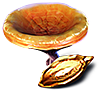 [MISSING: orangemushroomspore]