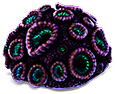 Purple brain coral