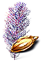 [MISSING: purplebranchesseed]