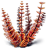 Redwort
