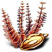 Redwort seed