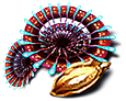 [MISSING: redconeplantseed]