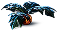 Small marblemelon