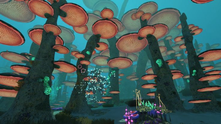 Bosque de Hongos