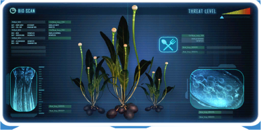 Chinese Potato Plant
